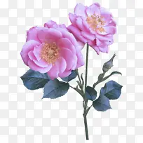 花 开花植物 花瓣-空若网 花 开花植物 花瓣-空若网