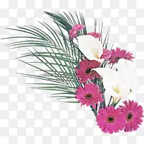 采购产品花 开花植物 植物-空若网 采购产品花 开花植物 植物-空若网