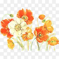 卡通 花卉 橙色-空若网 卡通 花卉 橙色-空若网