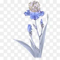 开花植物 花 植物-空若网 开花植物 花 植物-空若网