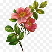 花 开花植物 花瓣-空若网 花 开花植物 花瓣-空若网