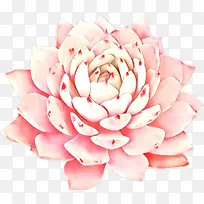 卡通 粉色 花朵-空若网 卡通 粉色 花朵-空若网