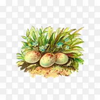 植物 装饰物 草-空若网 植物 装饰物 草-空若网