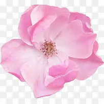 ���� �ۺ�ɫ ��-������