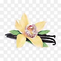 �ɹ���Ʒ�� ֲ�� ��ɫ-������