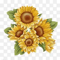 向日葵 花卉 黄色-空若网 向日葵 花卉 黄色-空若网