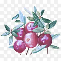 水果 植物 树-空若网 水果 植物 树-空若网