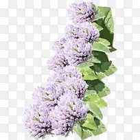 ���� �� ֲ��-������