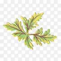 叶 植物 花-空若网 叶 植物 花-空若网