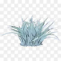 白色 草 植物-空若网 白色 草 植物-空若网