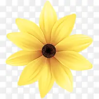 花瓣 黄色 花-空若网 花瓣 黄色 花-空若网