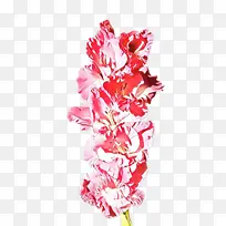 卡通 粉色 切花-空若网 卡通 粉色 切花-空若网