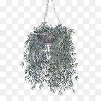 照明 植物 树枝-空若网 照明 植物 树枝-空若网