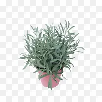 ²É¹º²úÆ·»¨ Ö²Îï Þ¹Ò²Ý-¿ÕÈôÍø ²É¹º²úÆ·»¨ Ö²Îï Þ¹Ò²Ý-¿ÕÈôÍø