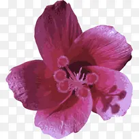 花瓣 花朵 粉色-空若网 花瓣 花朵 粉色-空若网