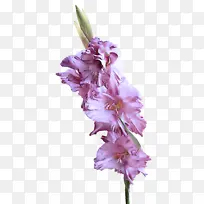 ���� ����ֲ�� ������-������