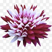 �� ��ɫ ����-������