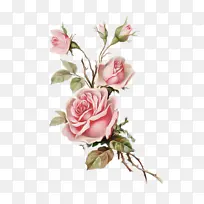 花朵 玫瑰 花园玫瑰-空若网 花朵 玫瑰 花园玫瑰-空若网