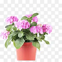 采购产品花 开花植物 植物-空若网 采购产品花 开花植物 植物-空若网