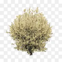 植物 树 草-空若网 植物 树 草-空若网