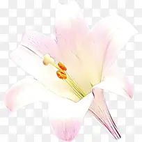 卡通 白色 花朵-空若网 卡通 白色 花朵-空若网