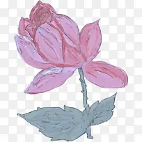 花 花瓣 植物-空若网 花 花瓣 植物-空若网