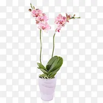 采购产品花 开花植物 植物-空若网 采购产品花 开花植物 植物-空若网