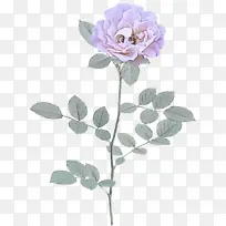 �� ����ֲ�� ֲ��-������