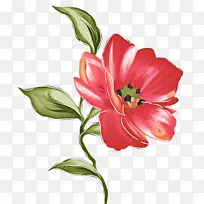 花卉 开花植物 植物-空若网 花卉 开花植物 植物-空若网