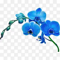 花 蓝色 飞蛾兰-空若网 花 蓝色 飞蛾兰-空若网