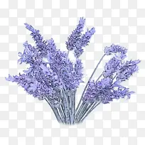花朵 开花植物 薰衣草-空若网 花朵 开花植物 薰衣草-空若网