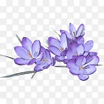 �ɹ���Ʒ�� ����ֲ�� ���컨-������