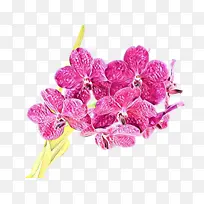 卡通 花卉 粉色-空若网 卡通 花卉 粉色-空若网