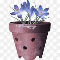 花盆 花 植物-空若网 花盆 花 植物-空若网