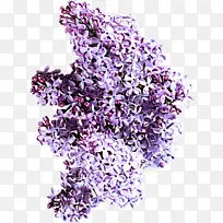 ޹�²� ��ɫ ����-������