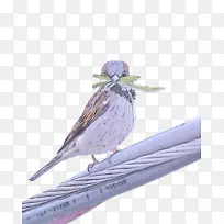 鸟 喙 翅膀-空若网 鸟 喙 翅膀-空若网