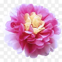 粉色 花瓣 花-空若网 粉色 花瓣 花-空若网