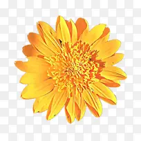 ��ͨ ���� ����ֲ��-������