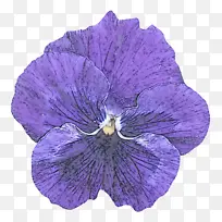 紫罗兰 花 紫色-空若网 紫罗兰 花 紫色-空若网