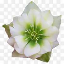 花瓣 花 白色-空若网 花瓣 花 白色-空若网