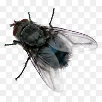 昆虫 家蝇 寄蝇科-空若网 昆虫 家蝇 寄蝇科-空若网