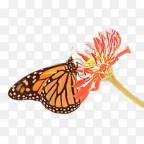 卡通 飞蛾和蝴蝶 蝴蝶-空若网 卡通 飞蛾和蝴蝶 蝴蝶-空若网