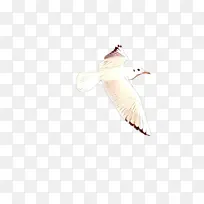 卡通 翅膀 鸟-空若网 卡通 翅膀 鸟-空若网