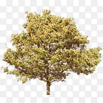 卡通 树 植物-空若网 卡通 树 植物-空若网