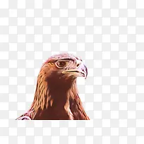 ��ͨ ��ȻʳƷ ˮ��-������