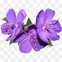 ��ɫ ���� ������-������