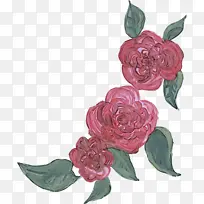 花卉 花园玫瑰 切花-空若网 花卉 花园玫瑰 切花-空若网