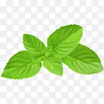 叶 植物 草本植物-空若网 叶 植物 草本植物-空若网