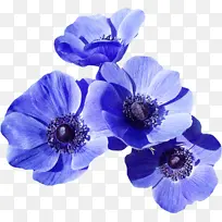 蓝色 花 花瓣-空若网 蓝色 花 花瓣-空若网