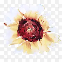 花卉 花瓣 水彩画-空若网 花卉 花瓣 水彩画-空若网